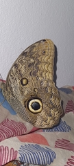 Caligo illioneus illioneus