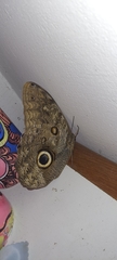 Caligo illioneus illioneus