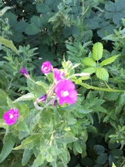 Epilobium hirsutum
