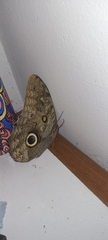 Caligo illioneus illioneus