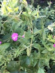 Epilobium hirsutum
