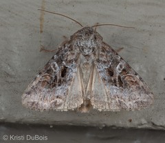 Trichordestra liquida