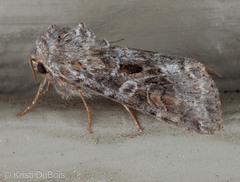 Trichordestra liquida