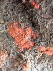 Endectyon hispitumulus