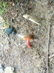 Xerocomellus