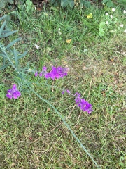 Linaria purpurea