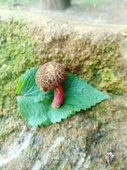 Xerocomellus