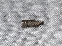 Dichomeris inversella