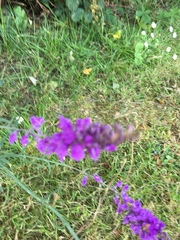 Linaria purpurea