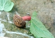 Xerocomellus