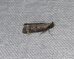 Dichomeris inversella