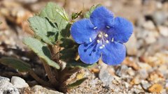 Phacelia campanularia campanularia