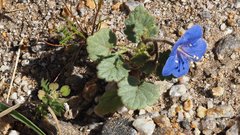 Phacelia campanularia campanularia