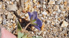 Phacelia campanularia campanularia