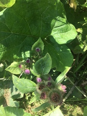 Arctium lappa
