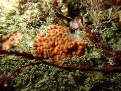 Endectyon hispitumulus
