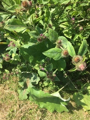 Arctium lappa