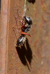 Camponotus hartogi