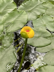 Nuphar × rubrodisca