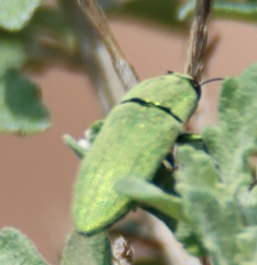 Agaeocera scintillans