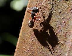 Camponotus hartogi