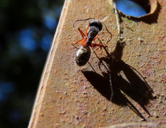 Camponotus hartogi