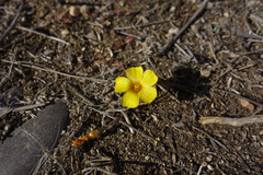 Oxalis perdicaria