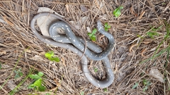 Coluber constrictor anthicus