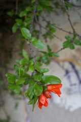 Punica granatum