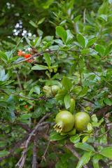 Punica granatum