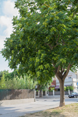 Ailanthus altissima