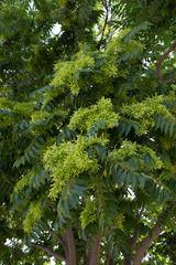 Ailanthus altissima