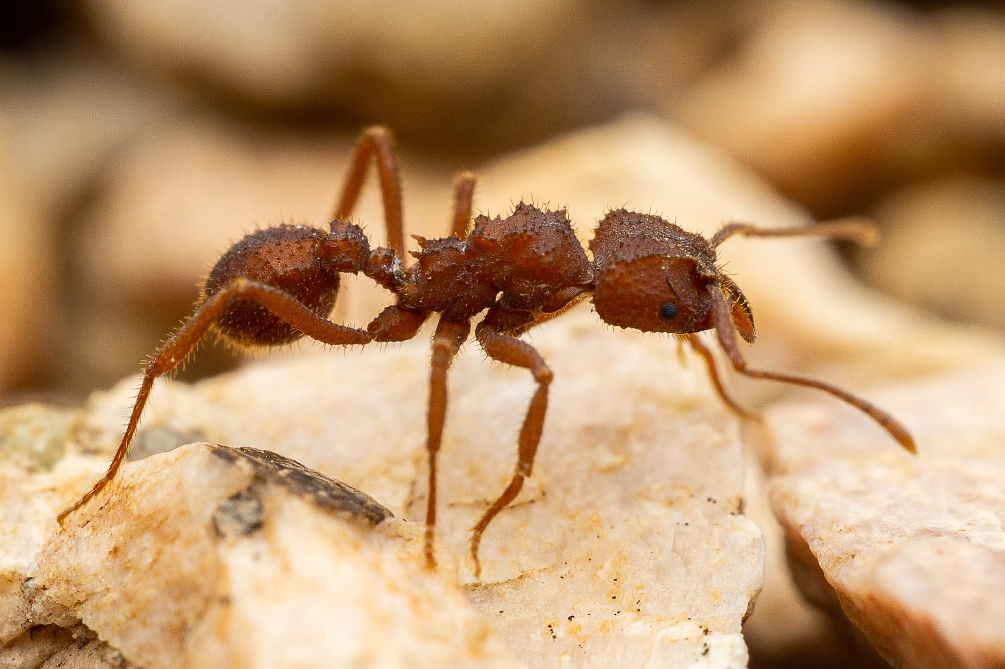 Trachymyrmex desertorum