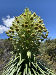 Argyroxiphium grayanum