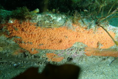 Endectyon hispitumulus