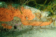 Endectyon hispitumulus