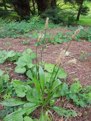 Plantago lanceolata