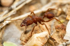 Trachymyrmex desertorum