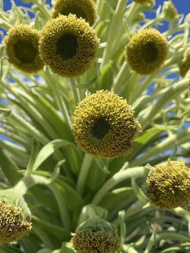 Argyroxiphium grayanum