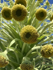 Argyroxiphium grayanum