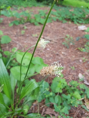 Plantago lanceolata