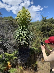 Argyroxiphium grayanum