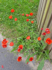 Papaver rhoeas