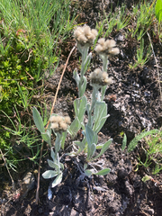 Antennaria lanata