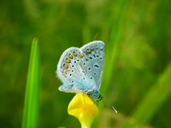 Polyommatus icarus