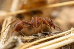 Trachymyrmex desertorum