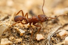 Trachymyrmex desertorum