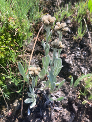Antennaria lanata