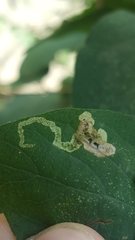 Aulagromyza cornigera