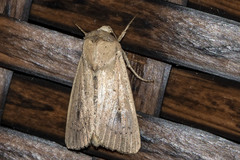 Leucania inconspicua